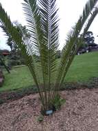 Image of Cycad