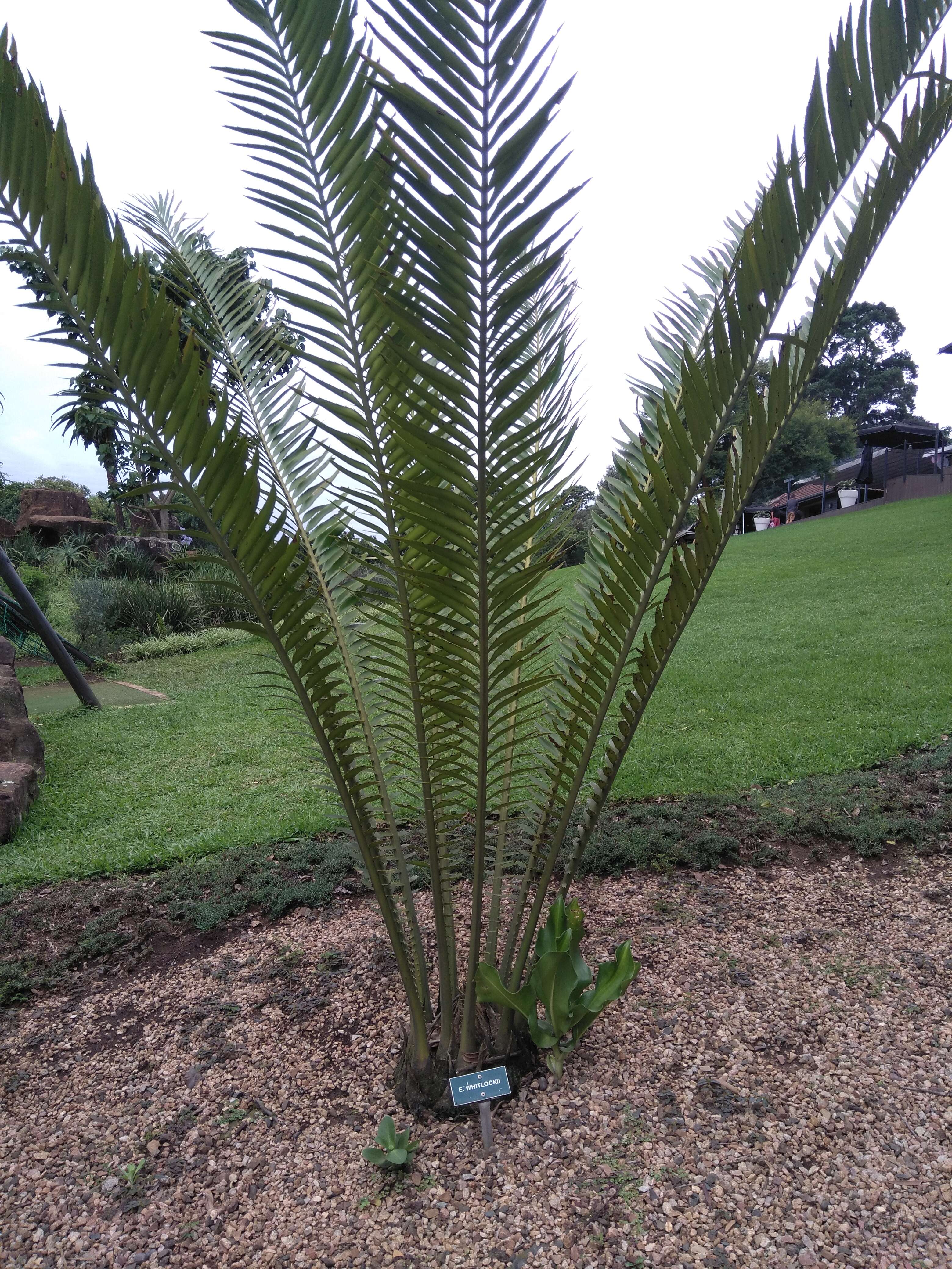 Image of Cycad