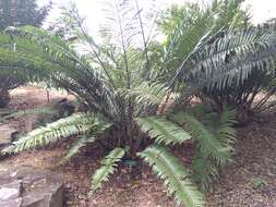 Image of Ground Cycad