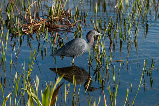 Image of Little Blue Heron