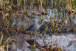 Image of Little Blue Heron