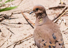 Image of American Mourning Dove