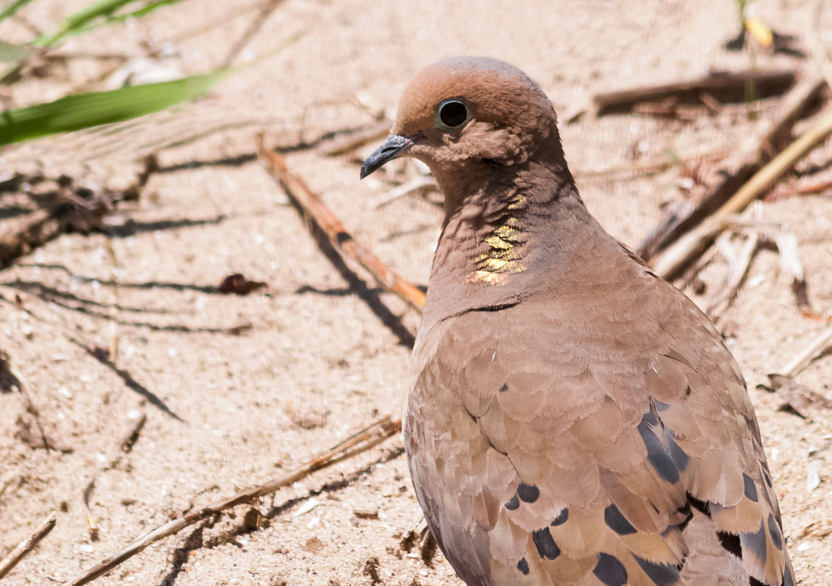 Image of American Mourning Dove