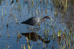 Image of Little Blue Heron