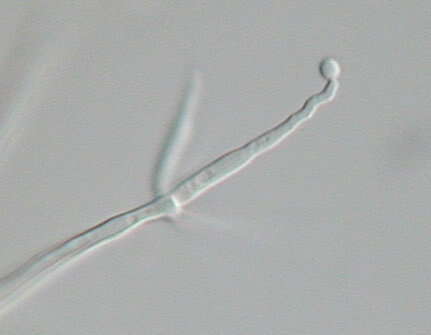 Image de Tritirachiomycetes