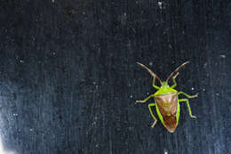 Image of stink bugs