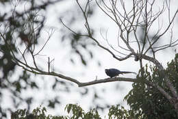 صورة Urocissa caerulea Gould 1863