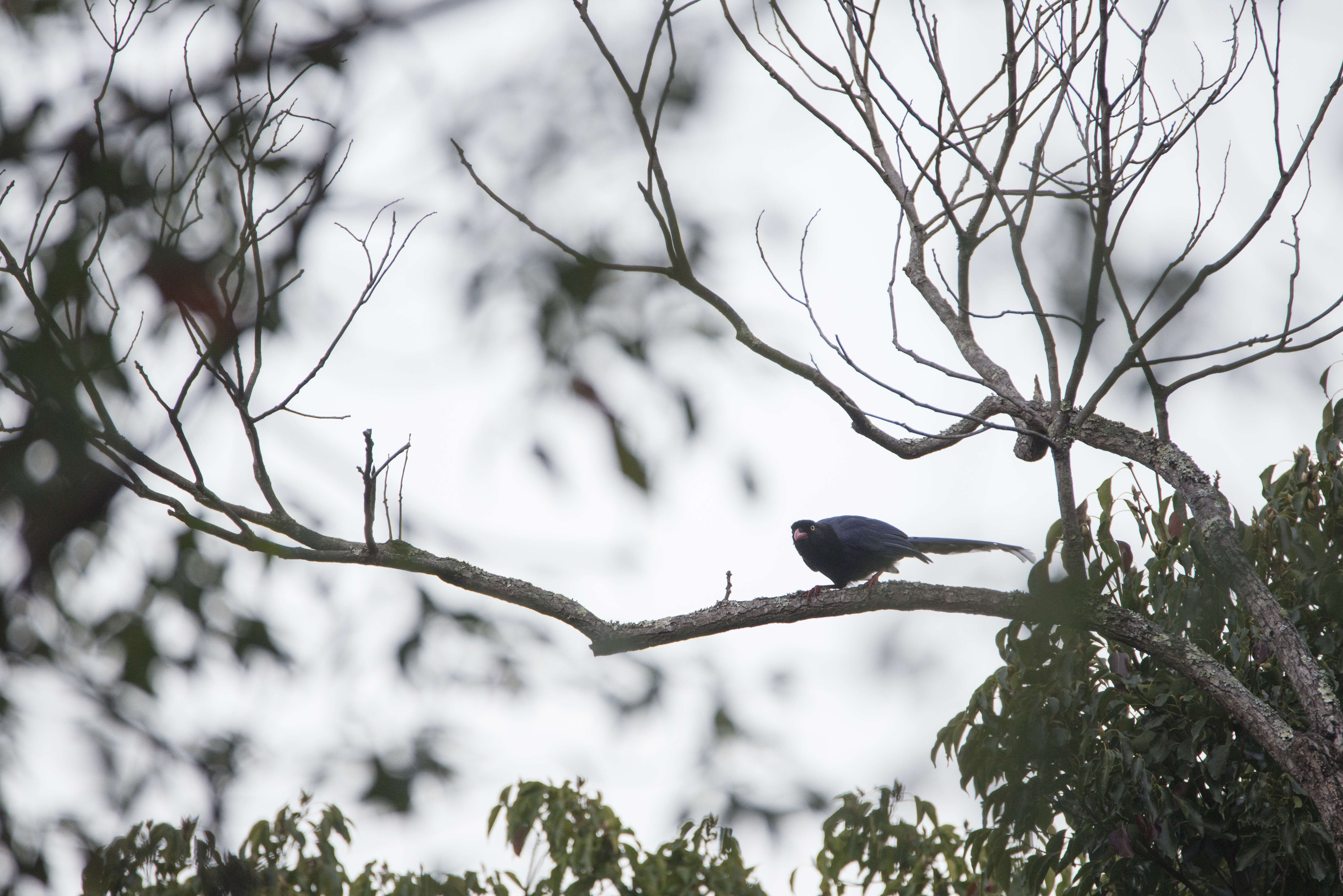 Image of Formosan Magpie