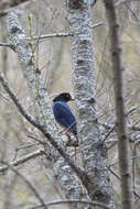 صورة Urocissa caerulea Gould 1863