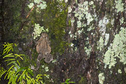 Image of Taiwan Common Toad