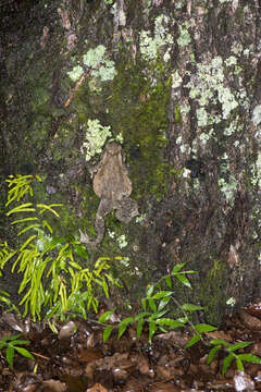 Image of Taiwan Common Toad