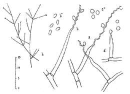 Imagem de Tritirachium oryzae (Vincens) de Hoog 1972