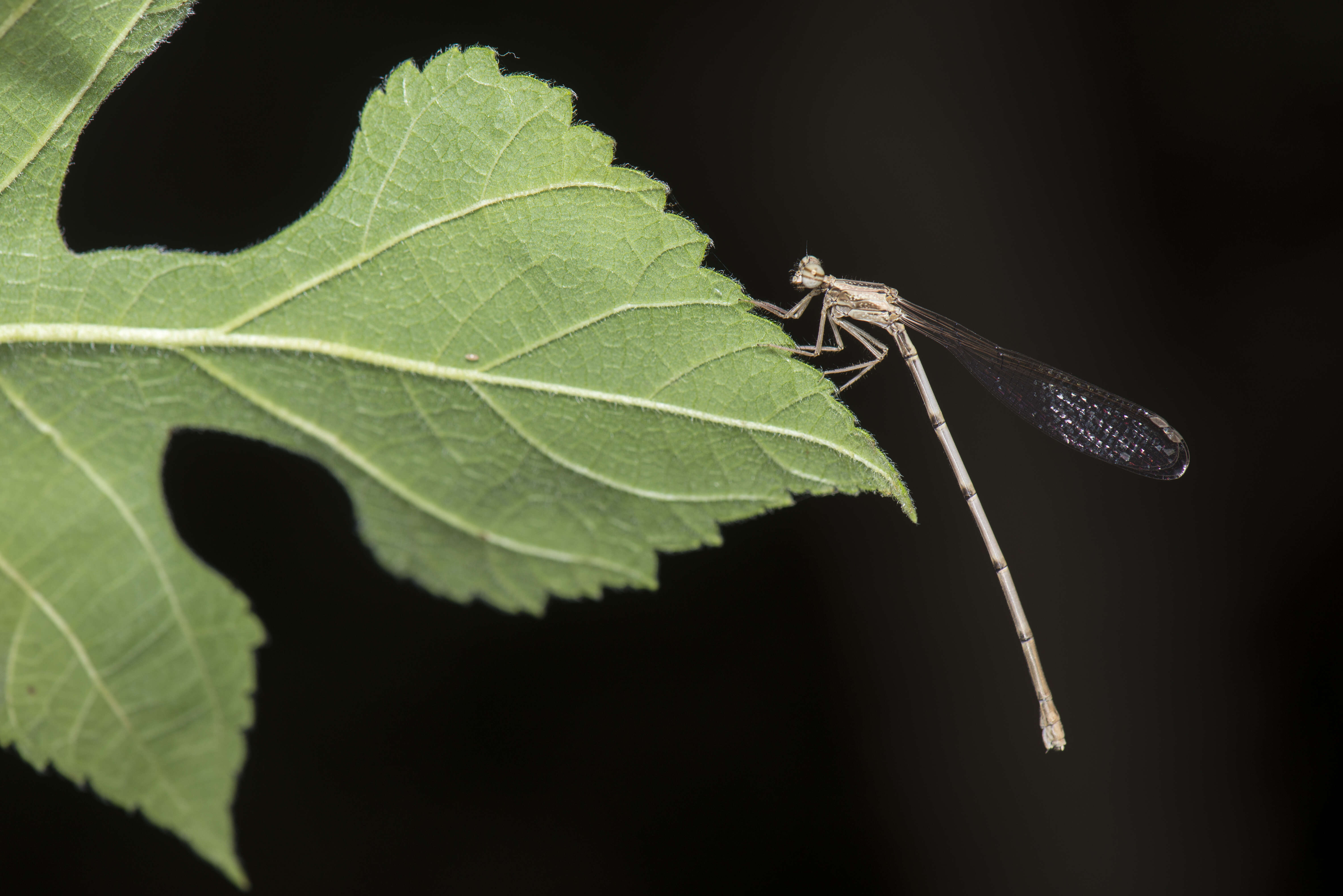 Image of Copera marginipes (Rambur 1842)