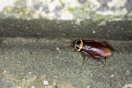 Image of american cockroach, ship cockroach