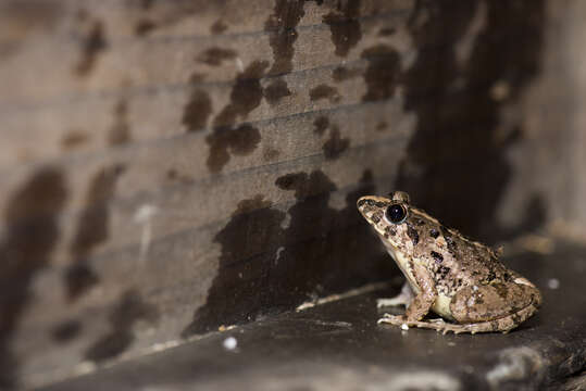 Image of Asian Grass Frog