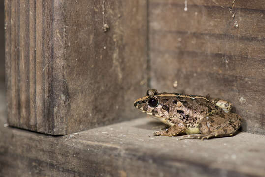 Image of Asian Grass Frog