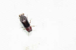 Image of horned powderpost beetles