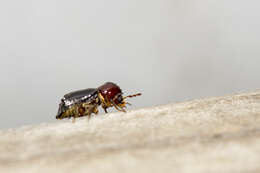 Image of horned powderpost beetles