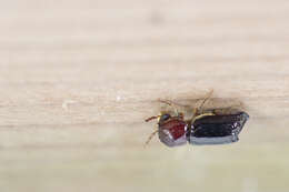 Image of horned powderpost beetles