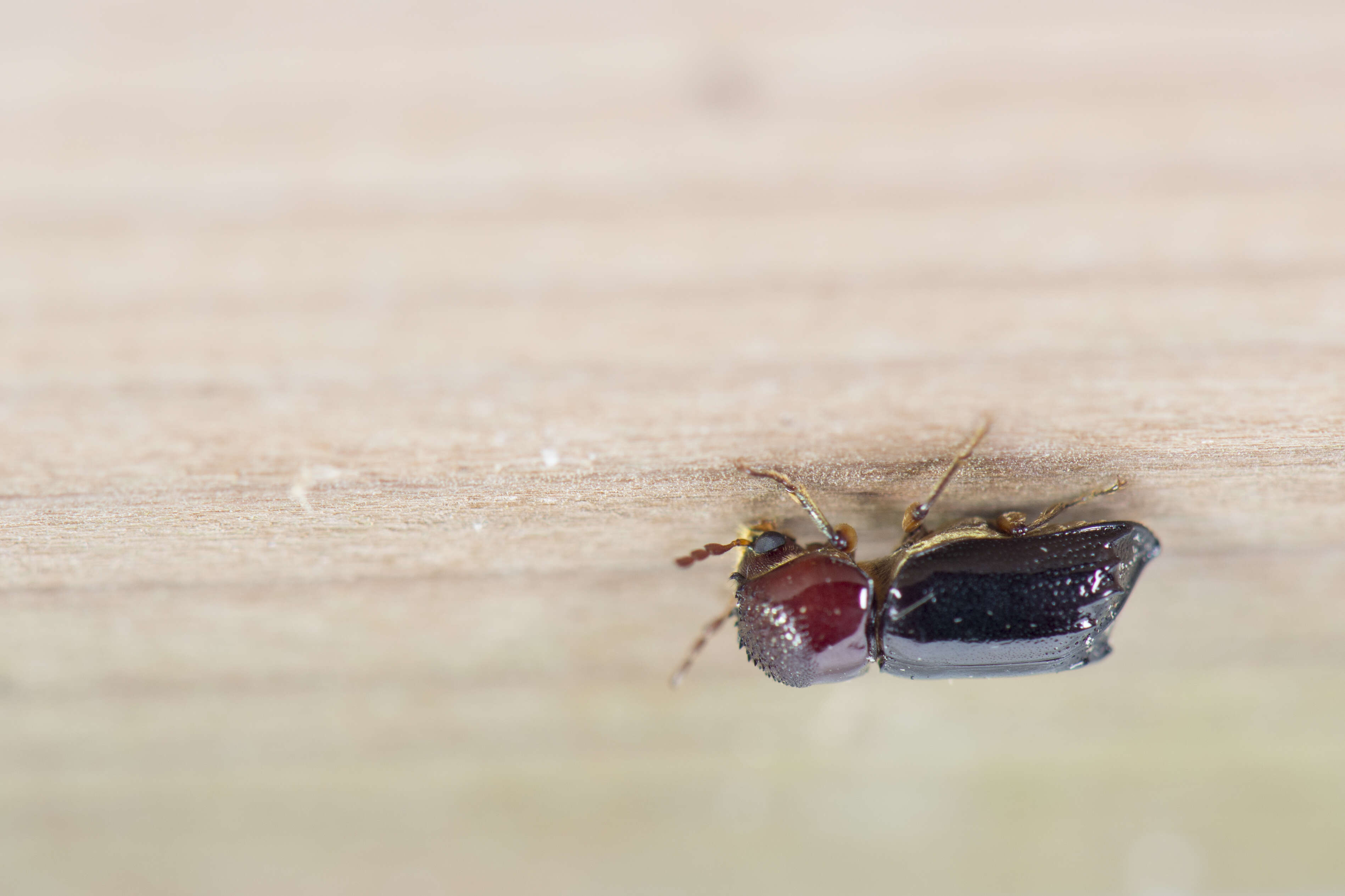 Image of horned powderpost beetles