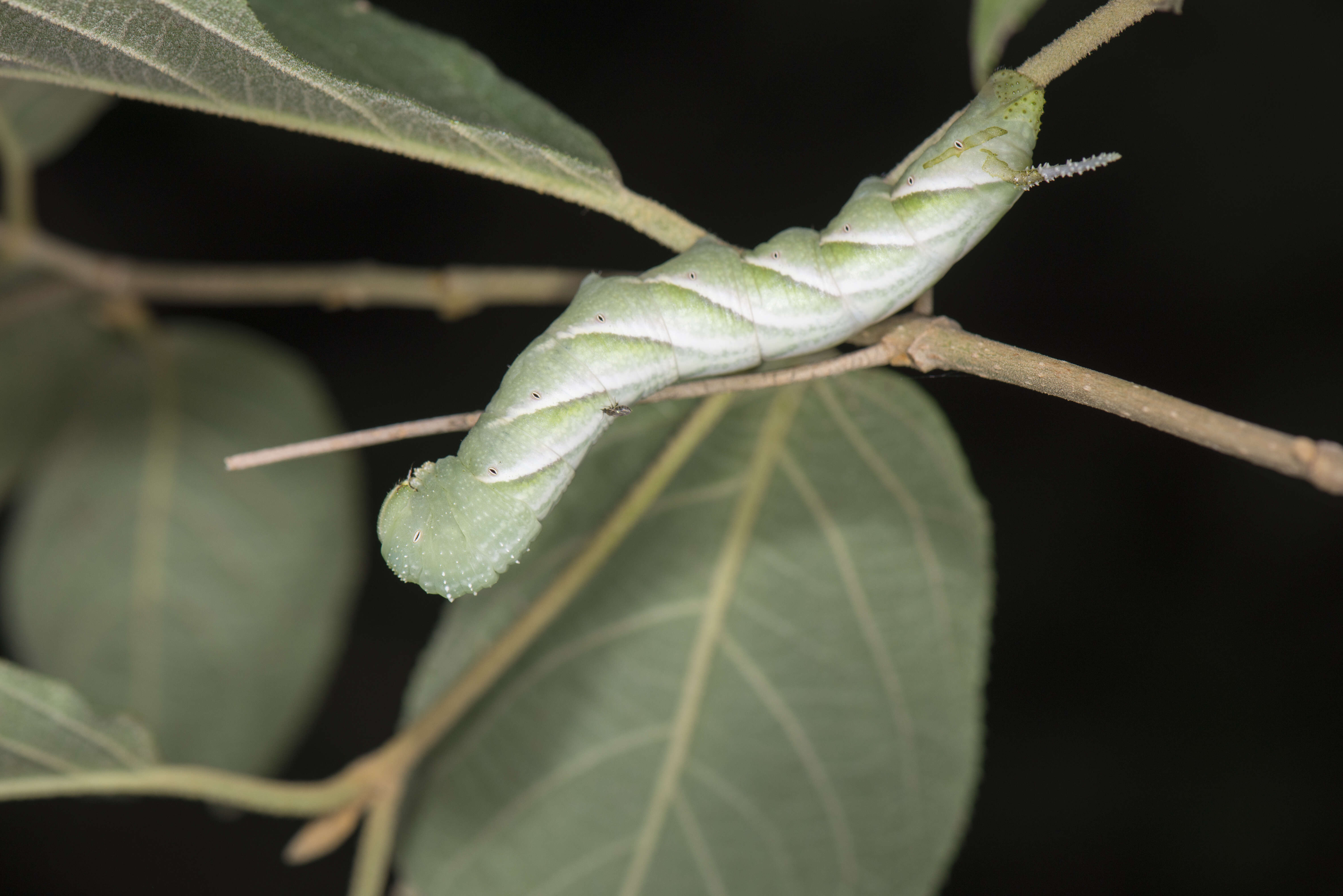 Image of Gray hawk moth