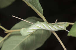 Image of Gray hawk moth