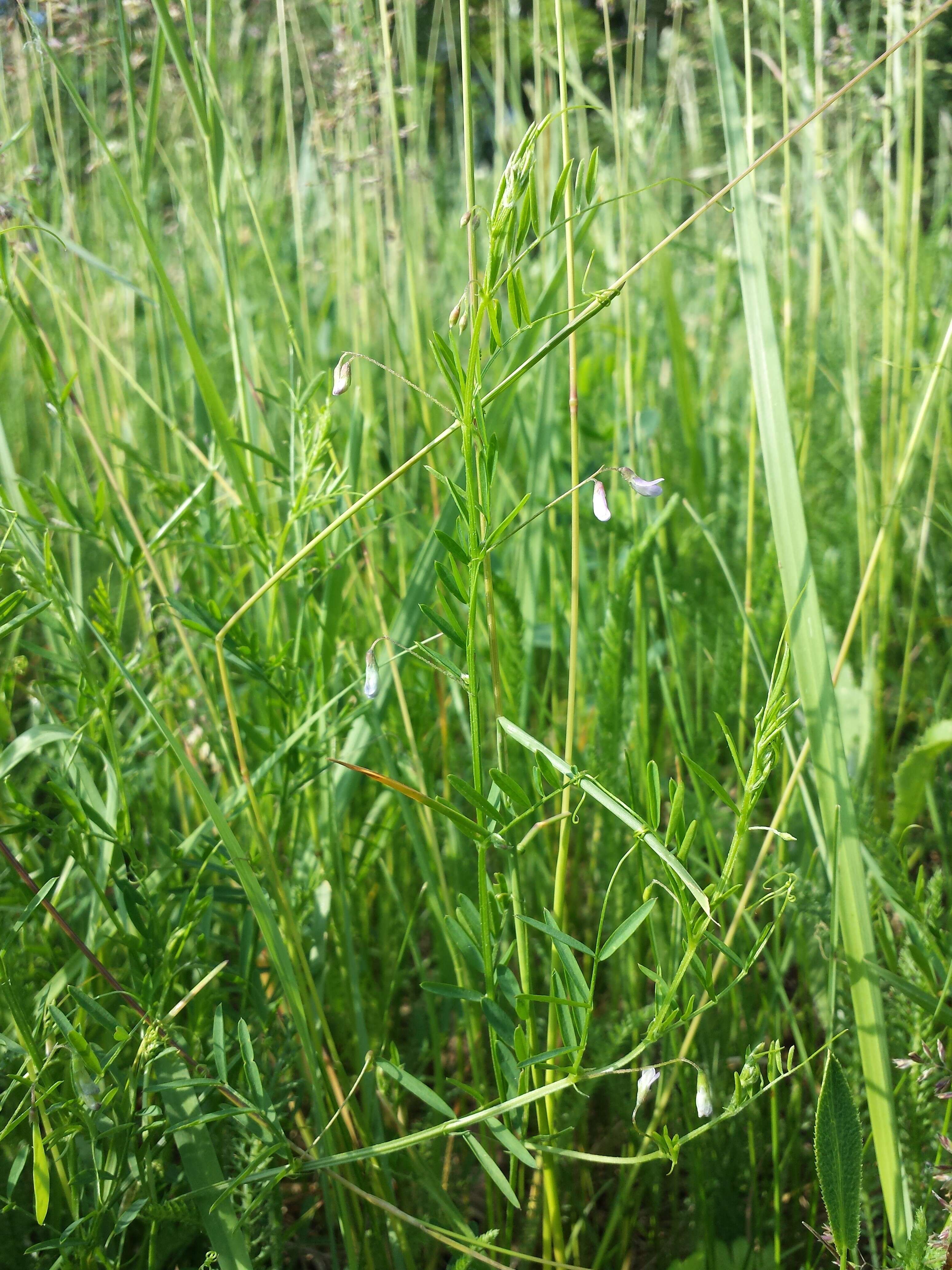 Imagem de Vicia tetrasperma (L.) Schreb.