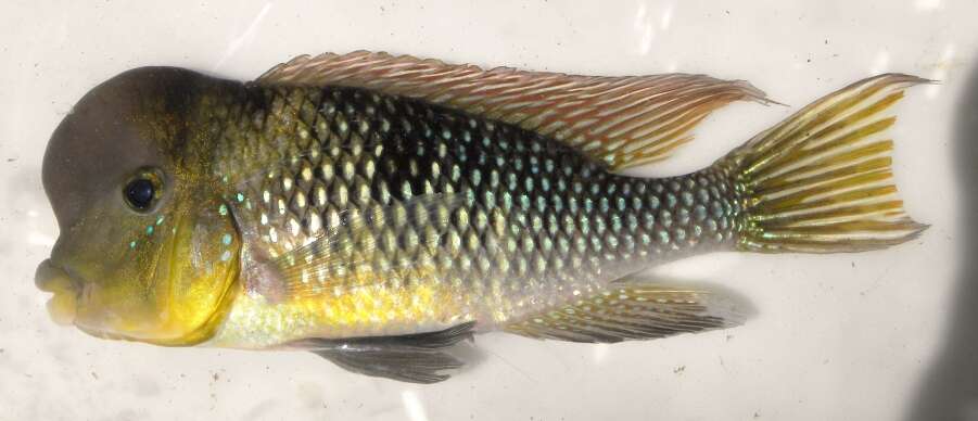 Image de Gymnogeophagus