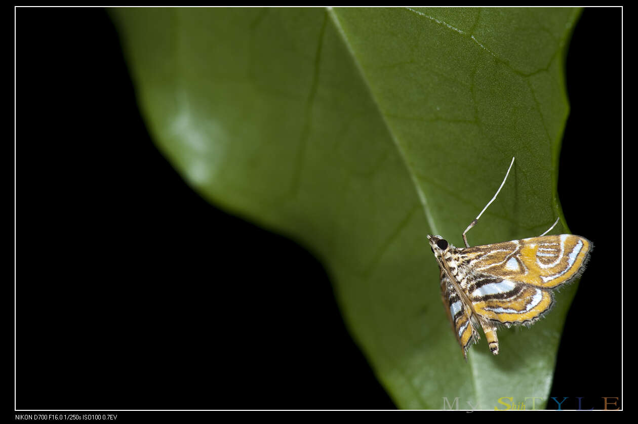 Image of Paracymoriza cataclystalis Strand 1919