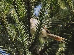 Image of Striolated Tit-Spinetail