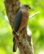 صورة Accipiter hiogaster (Müller & S 1841)