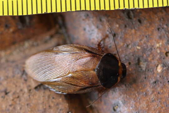 صورة Pycnoscelus surinamensis (Linnaeus 1758)