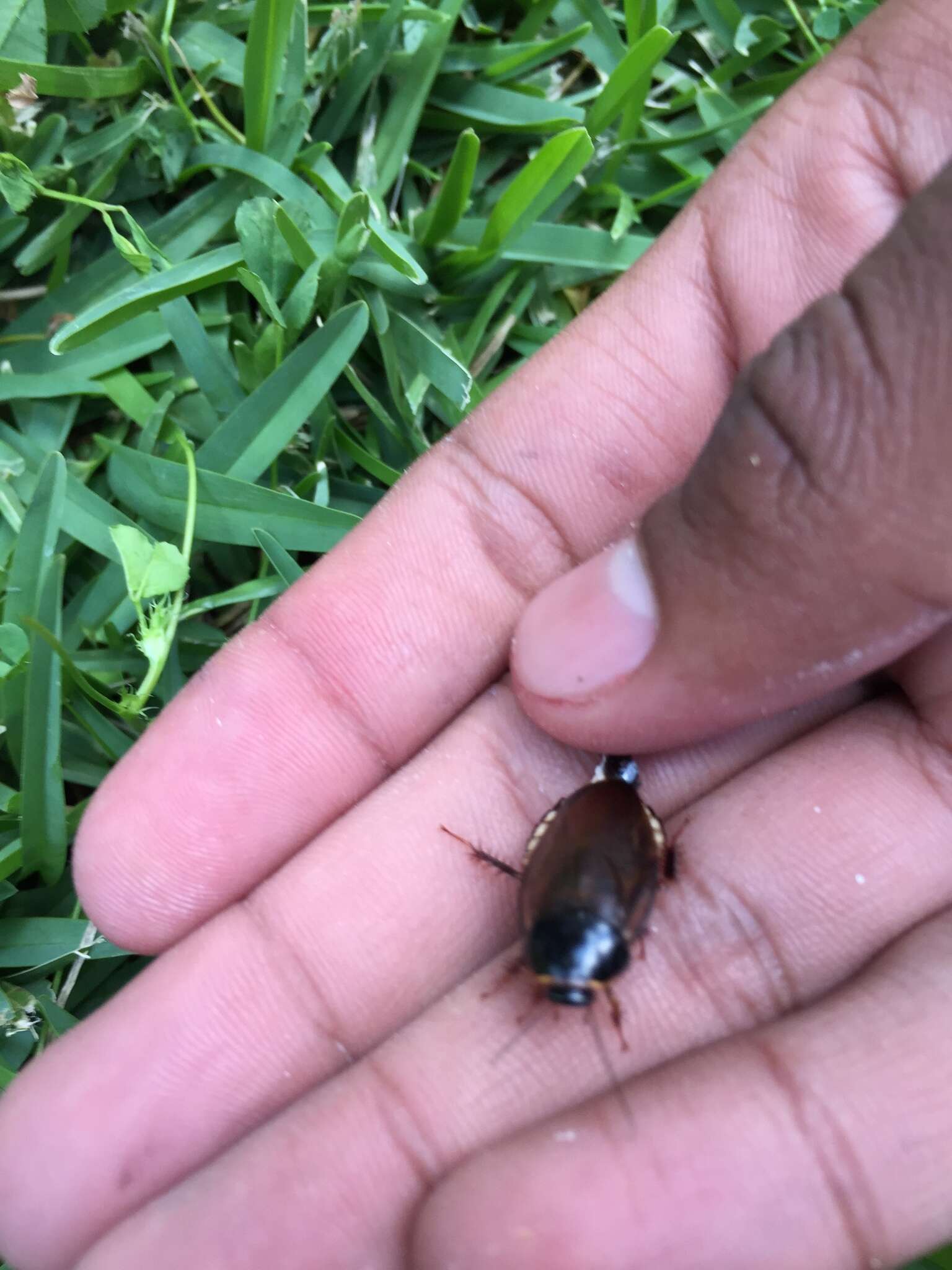 Image of Surinam cockroach