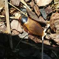 Image of Surinam cockroach