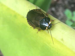 Image of Surinam cockroach