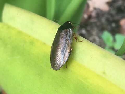 Image of Surinam cockroach