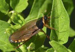 Image of Surinam cockroach