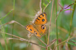 Imagem de Junonia almana Linnaeus 1758