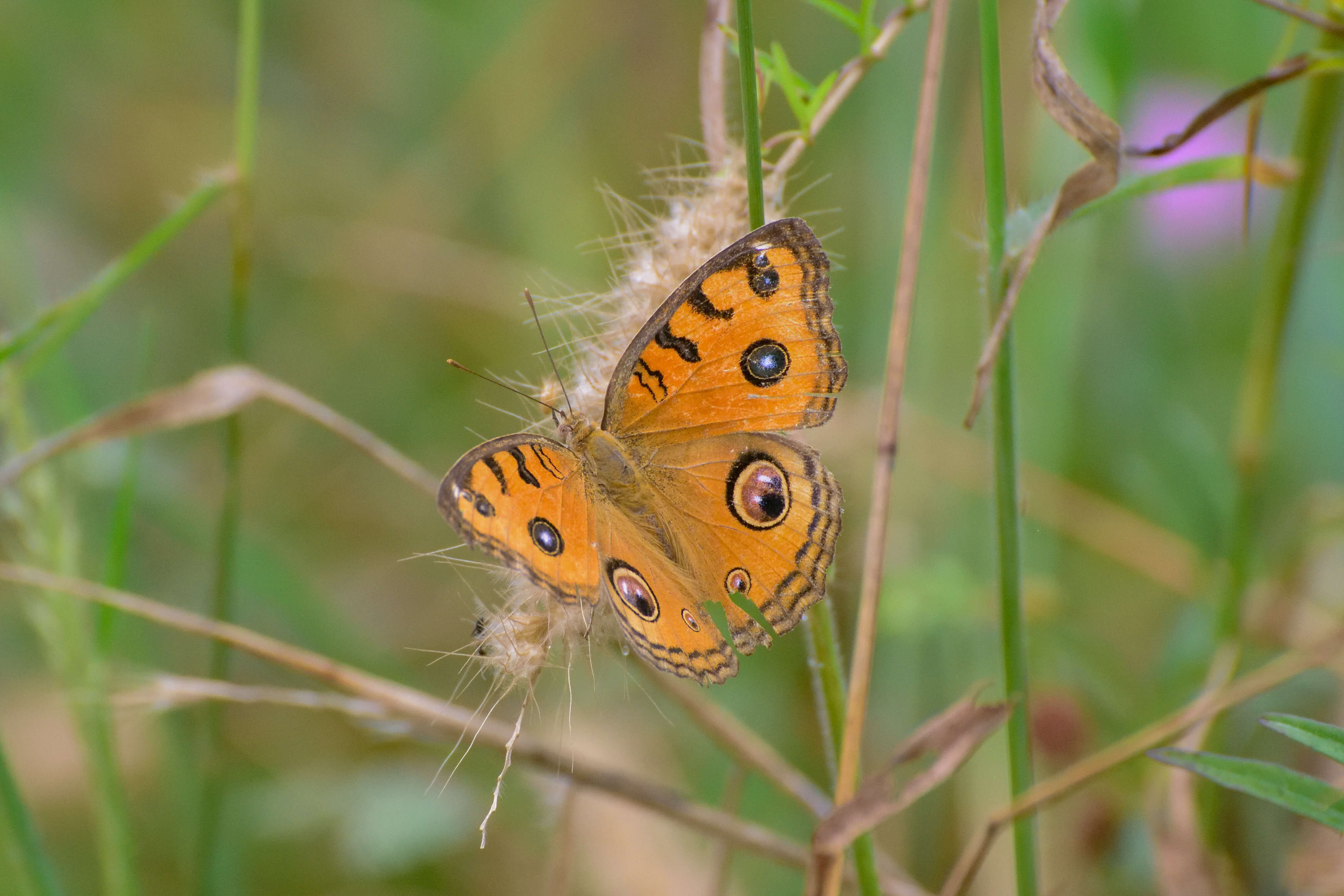 Imagem de Junonia almana Linnaeus 1758