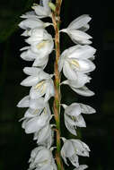 Image of fragrant bugle-lily