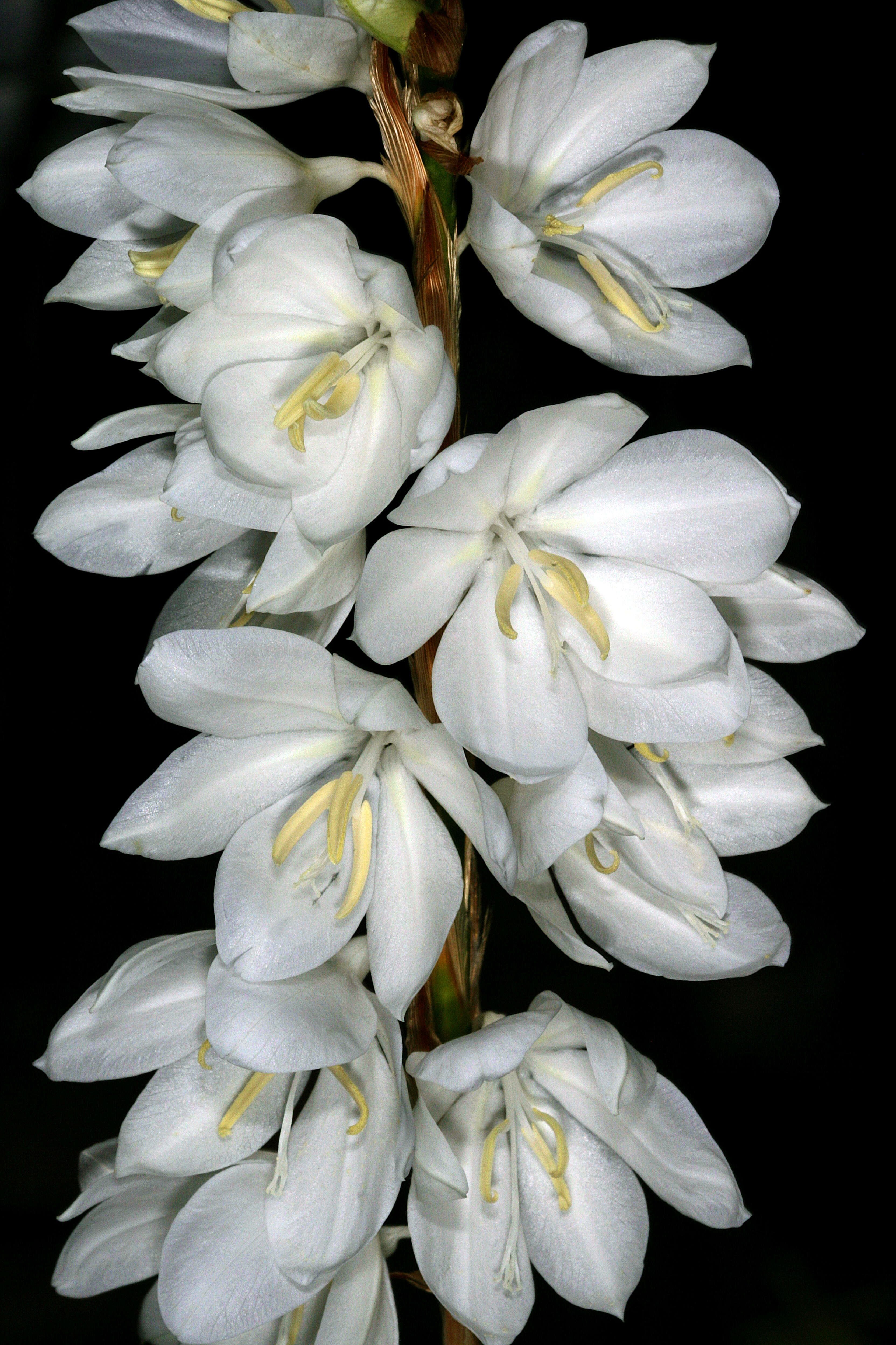 Image of fragrant bugle-lily