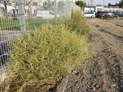 Image of white amaranth, white pigweed