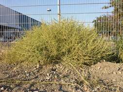 Image of white amaranth, white pigweed