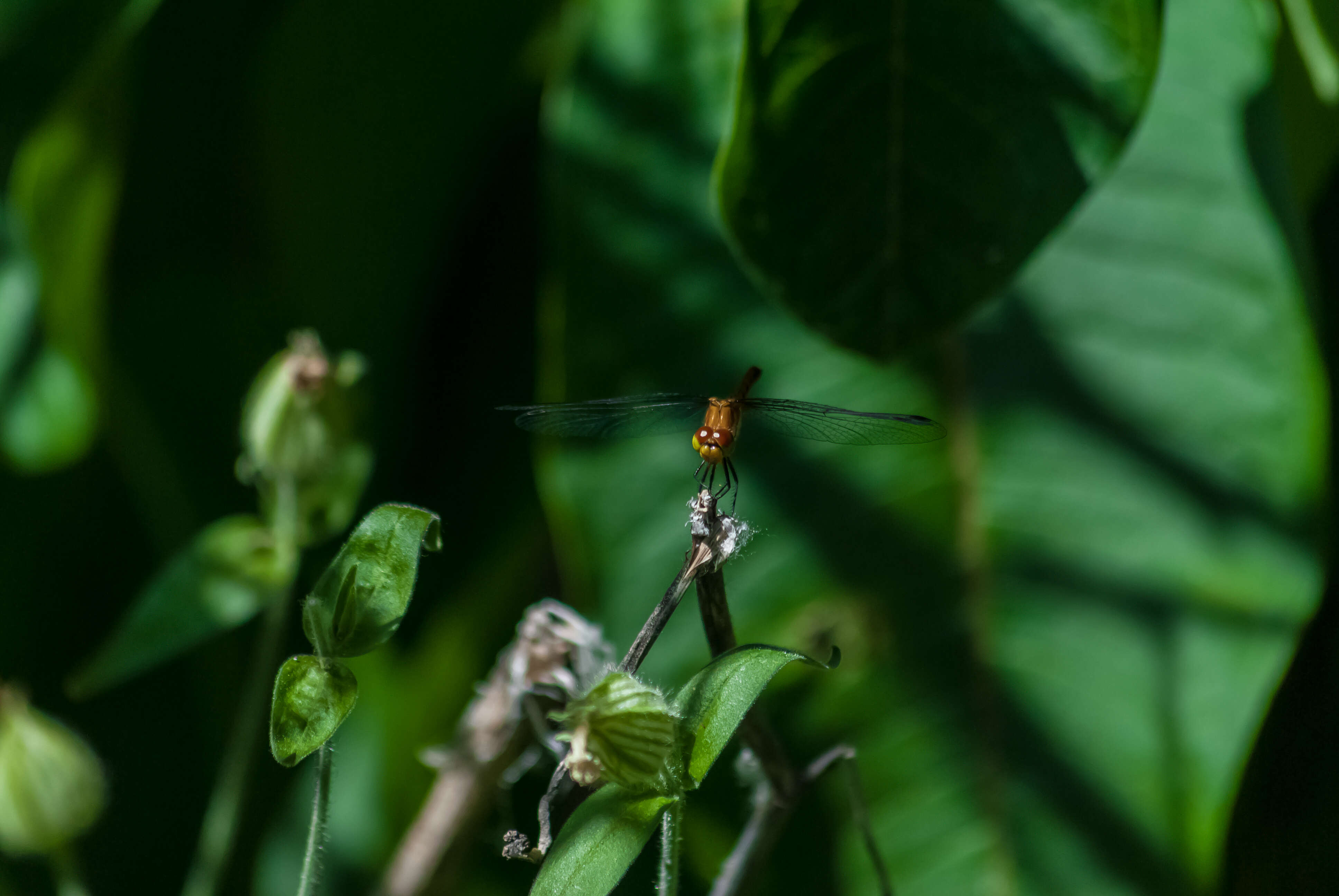 Image of Painted Skimmer