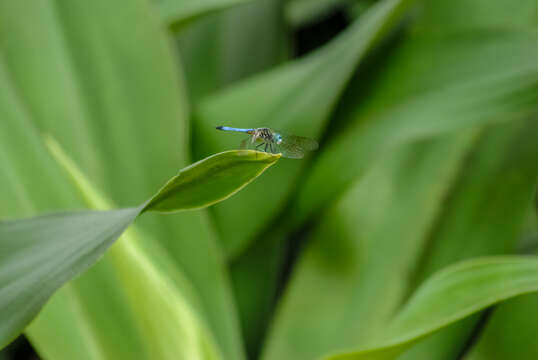 Image of Blue Dasher