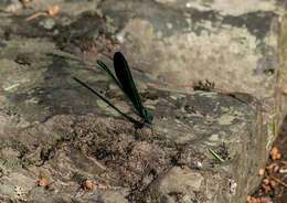 Image of Ebony Jewelwing