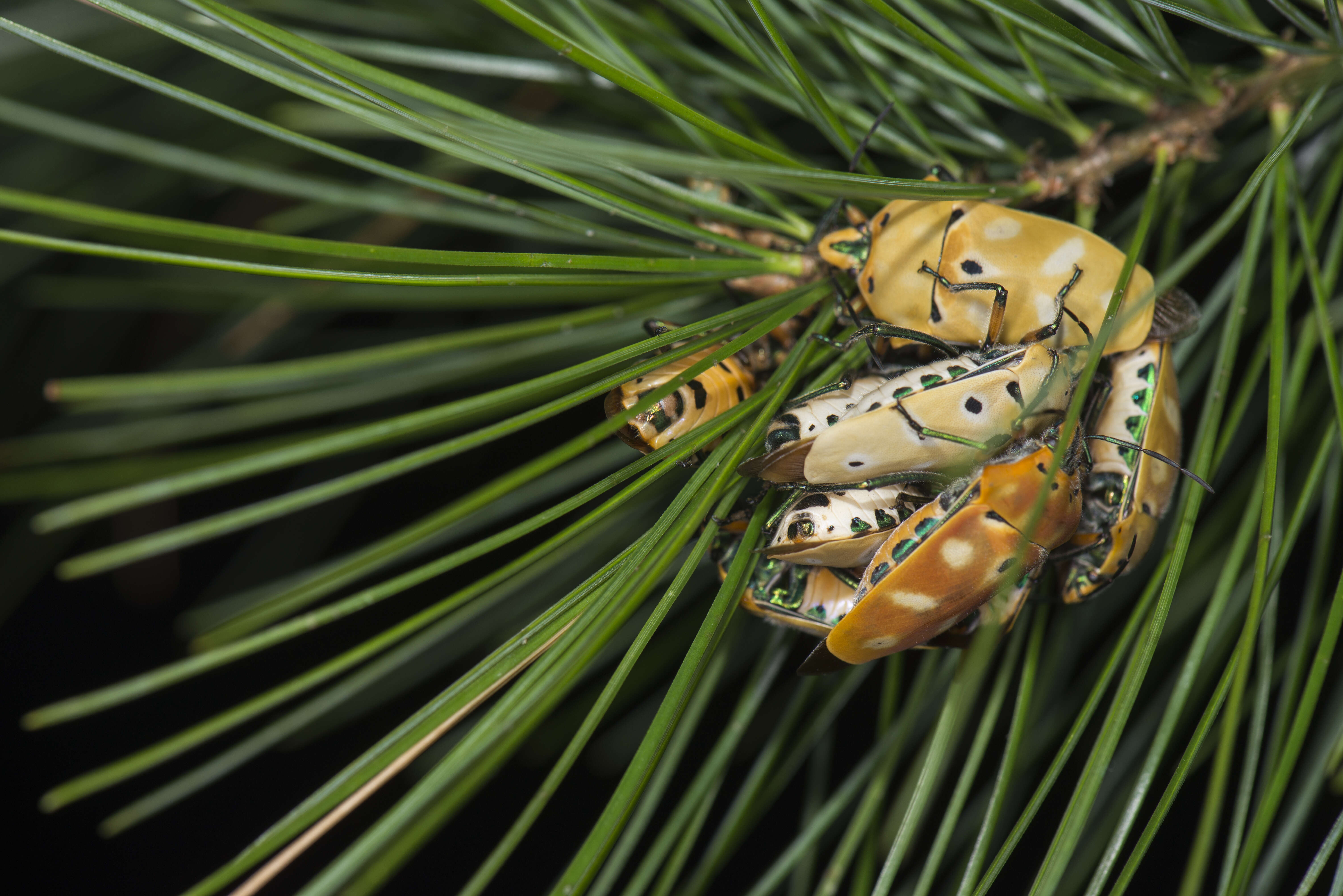 Image of Cantao ocellatus