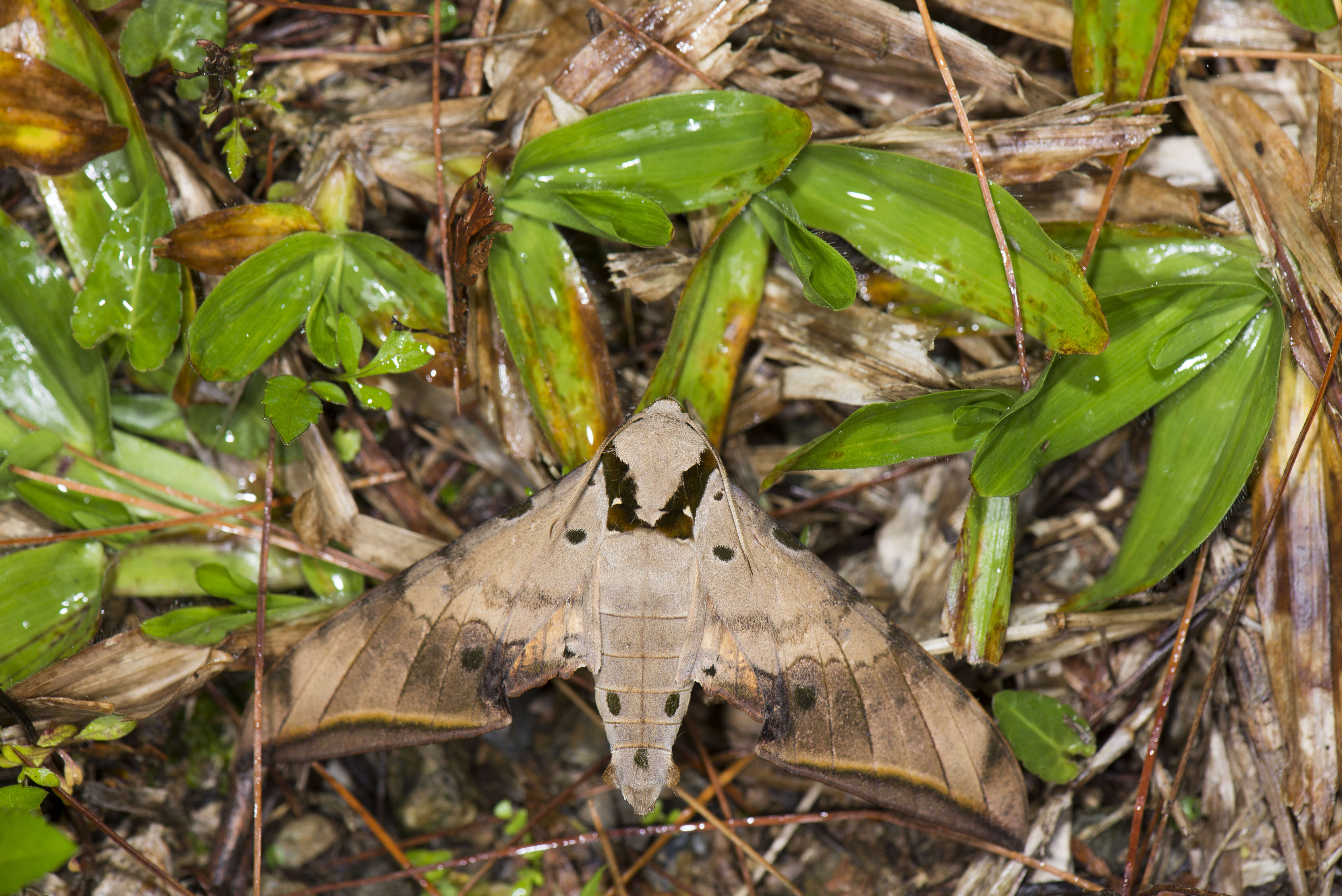 Image of Ambulyx sericeipennis Butler 1875