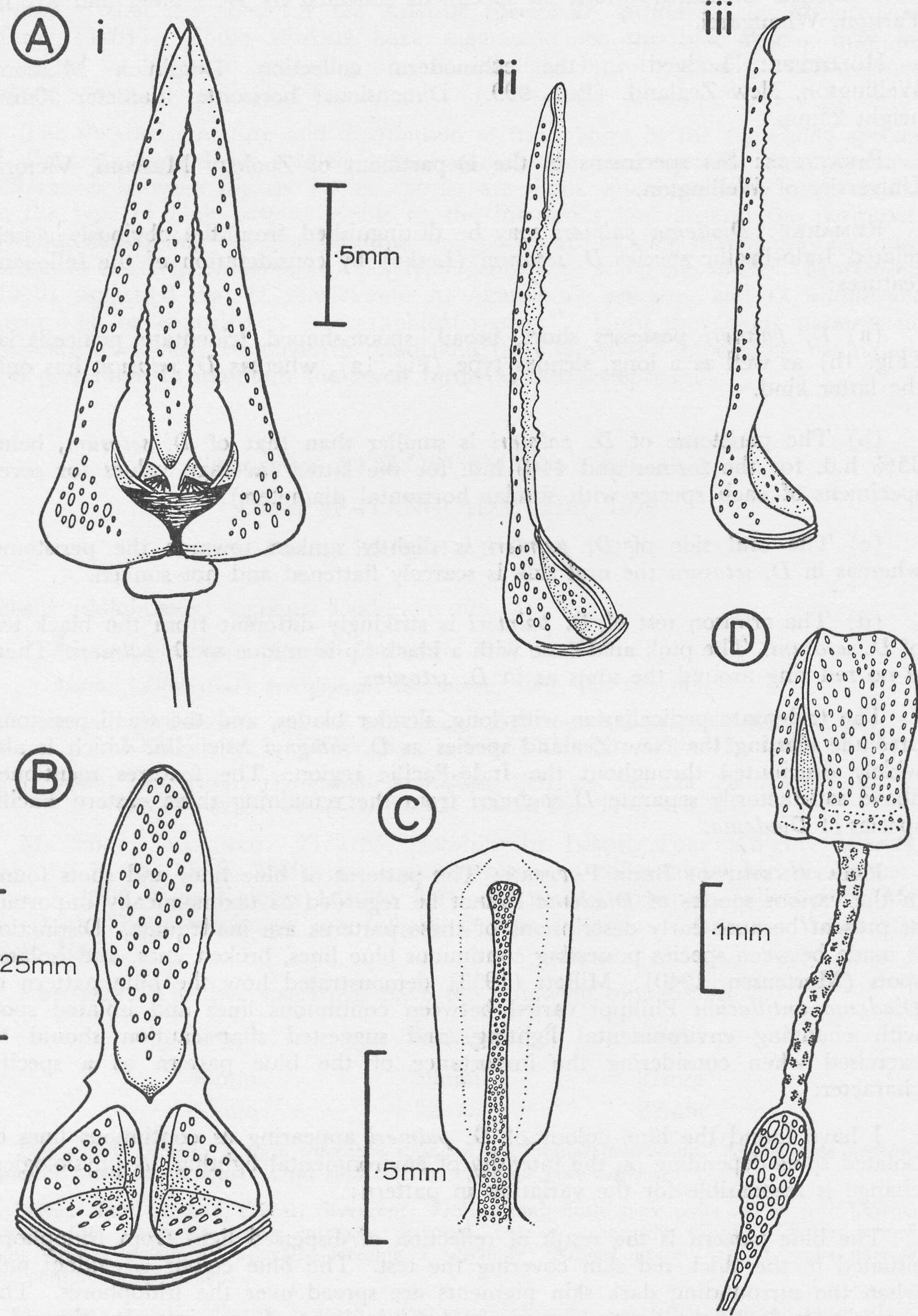 Image of Diadema palmeri Baker 1967