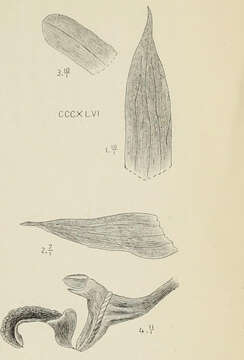 Image of Bulbophyllum schefferi (Kuntze) Schltr.